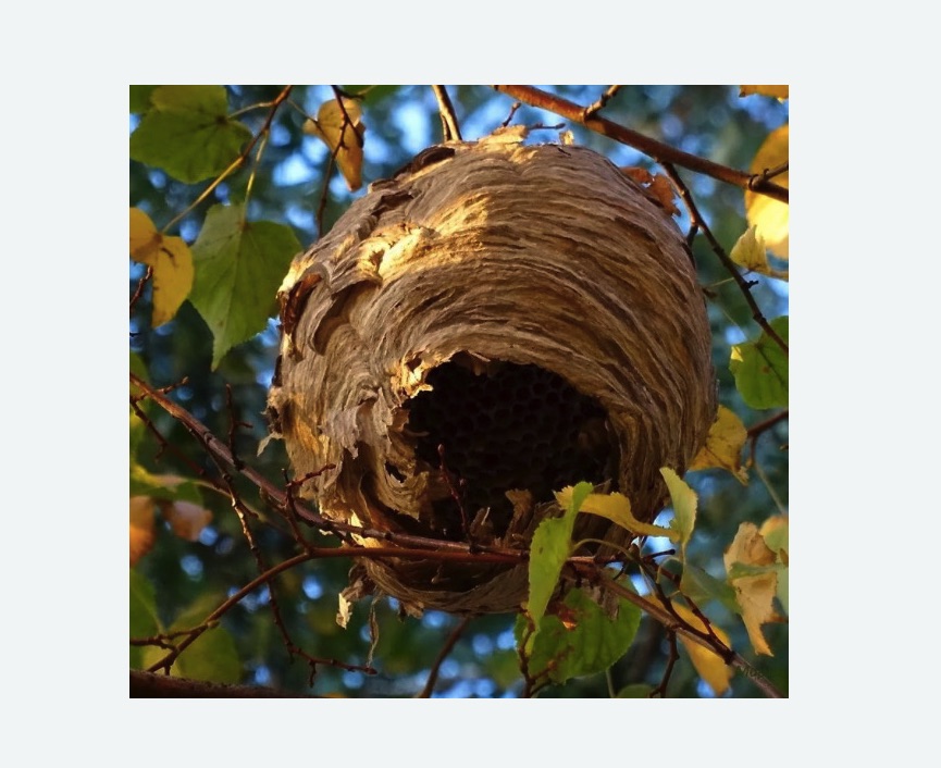 Обработка от шершней в Вязниках