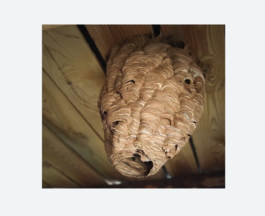 обработка от шершней в Вязниках