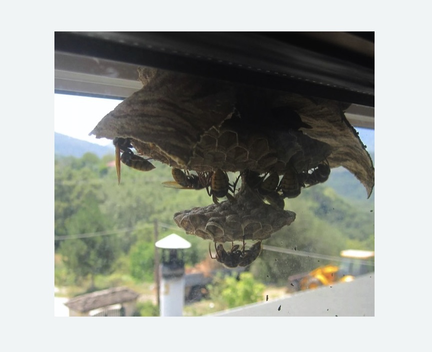 Уничтожение гнёзд шершней в Вязниках